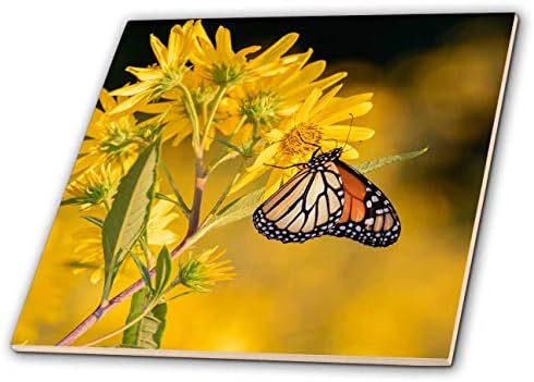 3drose monarca borboleta na erva -de -manteiga. Área natural da Prairie Ridge, Illinois - telhas