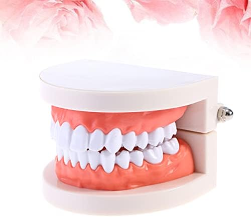 Doitool 2pcs de dentes dentários práticos modelo de ensino odontológico padrão ferramenta de demonstração de typodont