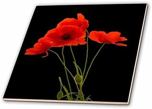 3drose delicate Red Poppies Bouquet floral isolado em preto - azulejos