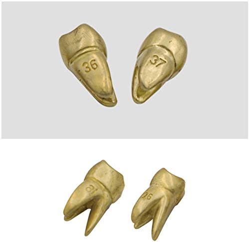 Kh666zky de dentes de typodont Human Modelo de anatomia de metal dentes extração dentária e preparação Dentista Ensino Modelo 28 PCs