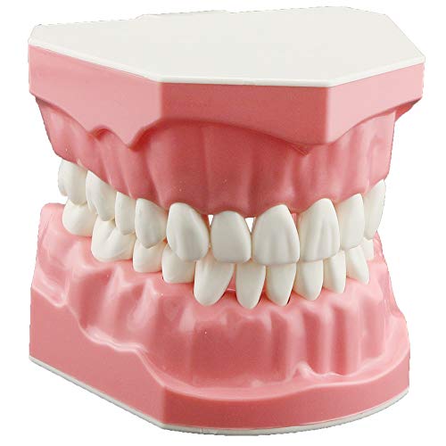 Modelo Dentalmall Modelo Dental Prações de Flossação de Tipónticos Modo Gingiva Gingiva Visível Demonstração Anatômica Ensino Estudando Tamanho Padrão
