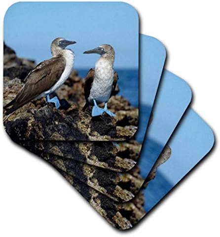 3drose Equador, Ilhas Galápagos, Isabela Ilha Ilha Blue-Footed Coasters macios