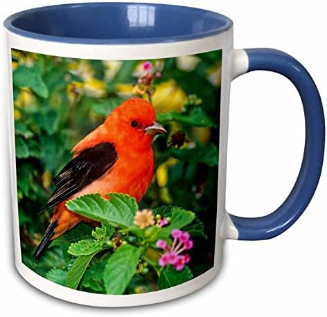 3drose Texas, South Padre Island. Scarlet Tanager Bird - US44 BJA0108 - Jaynes. - Canecas