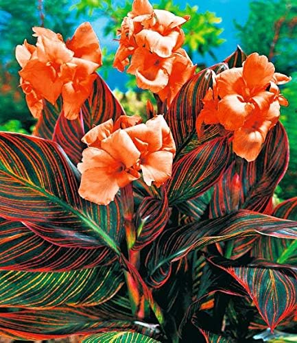 Canna Durban. Planta de cama, recipiente, planta, fundação, borda mista, tropical, jardins aquáticos