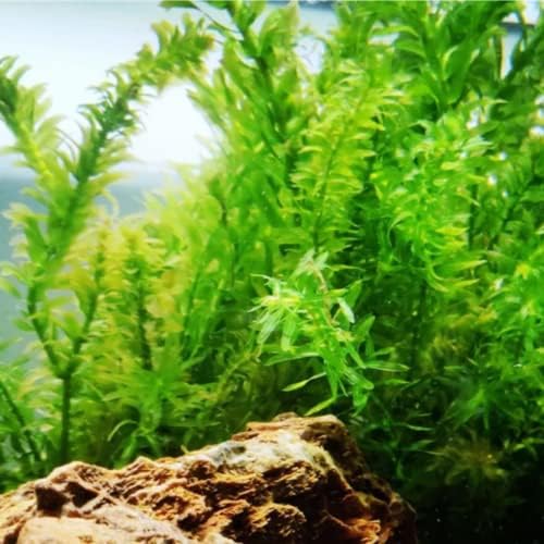 Mainam 4 Diferentes alternantera lilacina elodea densa java musgo Hornwort Tropical Dreshwater Decorações de plantas de aquário vivo 3 dias Buy2Get1FreemAinam