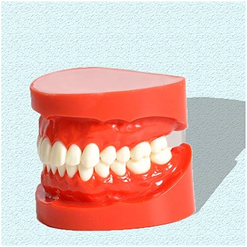 Modelo de dentes de demonstração padrão para adultos KH66ZKY - Modelo de dentes de dentes odontológicos - para crianças de