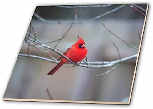 3drose Mike Swindle Photography - Wildlife - Cardinal sentado no membro da árvore - telhas