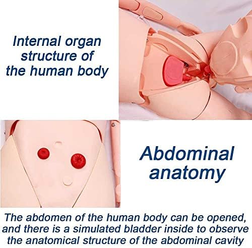 Nihe Manikin Modelo Manikin multifuncional de treinamento de enfermagem Manikin, Mansatômico Manequim, Simulador de Cuidados Corporal para Treinamento em PVC Treinamento Médico Ensino