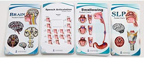 Blue Tree Publishing SLP, engolir, articulação da fala, gráficos de bolso de anatomia cerebral Conjunto