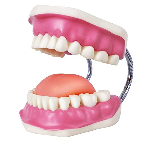 Modelo de cuidados com dentes dentários eVotech, w/gigante escova de dentes, modelo de demonstração de atendimento odontológico