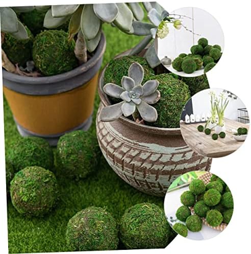 Homoyoyo 14pcs Plantas de muticle