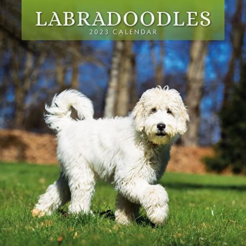 2023 LABRADOODLES Monthly Wall Calendar por Red Robin Calendários 12 x 12