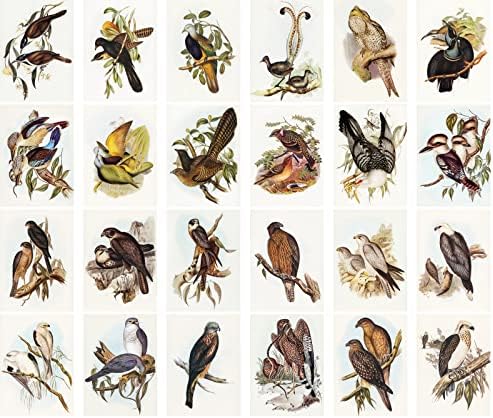 Adesivos grandes 24 PCs Falcon Hawk Eagle Birds of Prey Botânica Livro Botânico Ilustração Vintage Cartões Postes Retra.