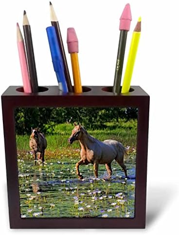 3drose Danita Delimont - Cavalos - Cavalos comendo lírios de água - portadores de caneta de telha
