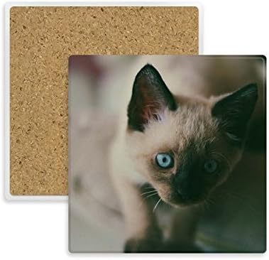 Animal Blue Eye Kitten Grey Photograph Square Coarp Cup Titulador de caneca absorvente Pedra para bebidas 2pcs presente