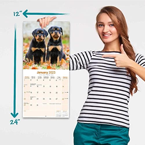 2022 2023 calendário de cachorros Rottweiler - Calendário mensal de parede de raça de cães - 12 x 24 Open - Papel sem vergonha