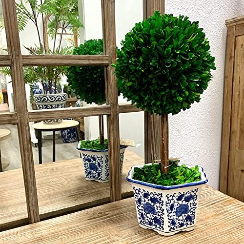 Galt International Preservado Butwood Topiary Tree in Blue & White Ceramic Pote - Planta e Tabela Central Piece - Velocidade impressionante e decoração da planta para casa Topiária de 8 diâmetro 19 de altura